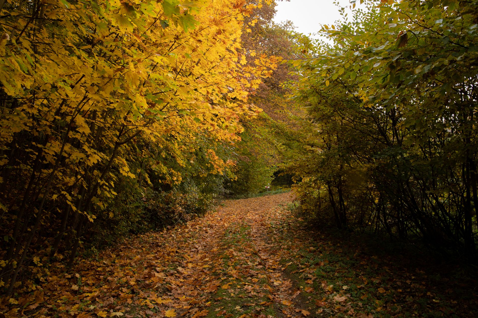 A quiet dirt road lined with golden autumn leaves