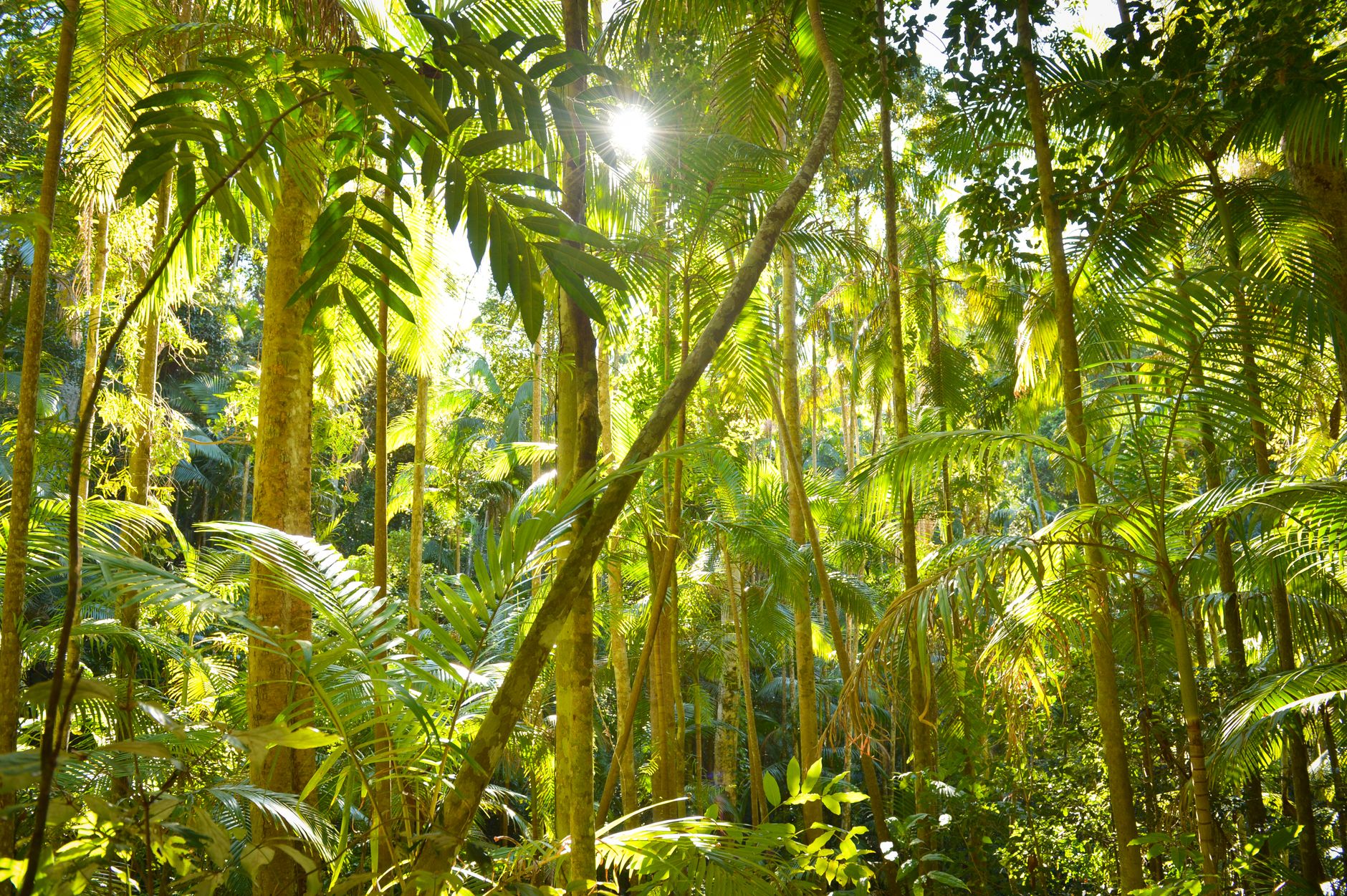 Sunlight filtering through lush tropical rainforest vegetation