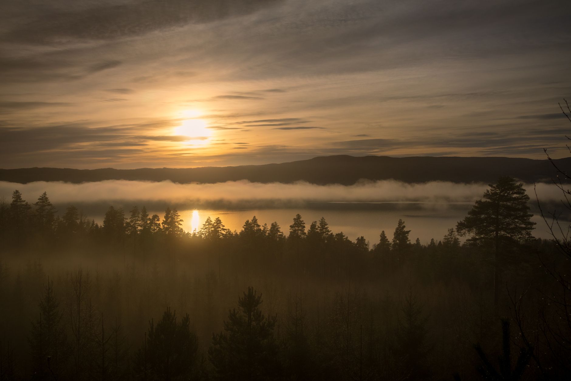 Sunrise over a misty forest lake surrounded by pine trees