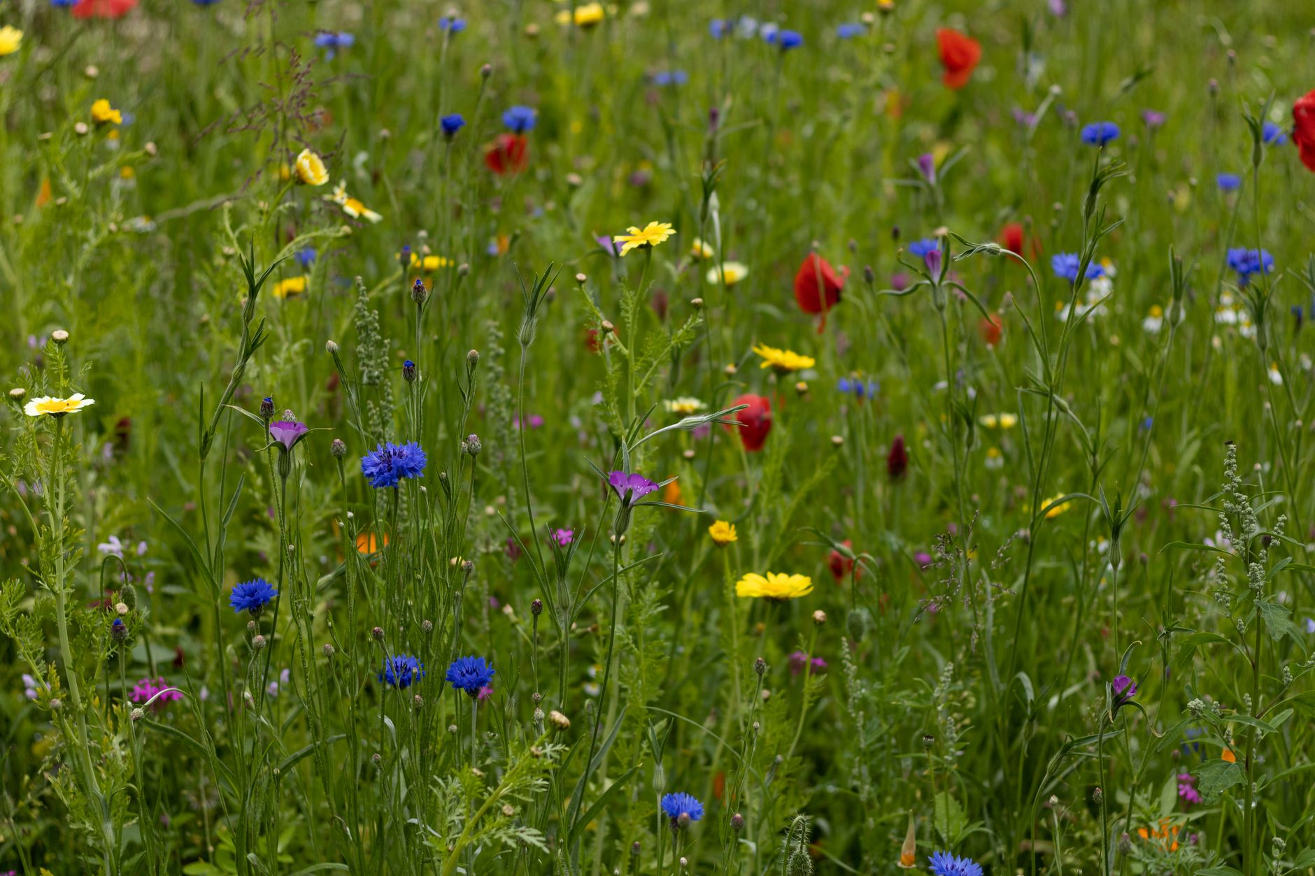 A vibrant wildflower field in bloom in a lush green meadow